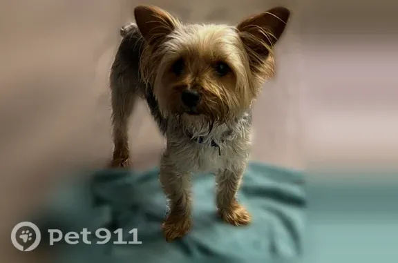 Found dog Kent, photo: Found dog, Pebblebrook Lane, 6035, Kent — 8-lb male Yorkie
