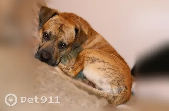 Lost pets Hickory, photo: Lost dog, male, Laurel Heights Drive Extension, North Carolina, Hickory — friendly and hyper