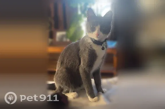 Lost cat, Fife Street, 415, Henderson — female with green/yellow eyes - photo