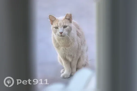 Lost pets San Jose, photo: Lost male cat, West Hedding Street, 1145, San Jose — orange with a tipped left ear