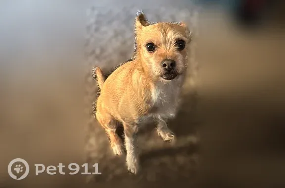 Lost pets Kokomo, photo: Lost dog, male, Mark Lane, 2102, Kokomo — Chihuahua-terrier mix