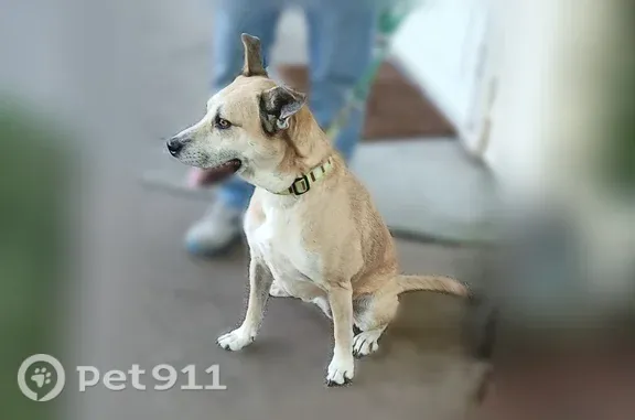 Found dog Wyandotte, photo: Found female dog, Southgate, Michigan, Wyandotte — beige Lab mix