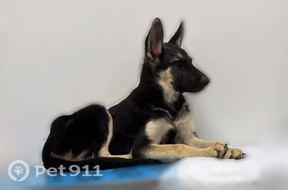 Lost pets Memphis, photo: Lost dog, Arrowood Avenue, 4220, Memphis — black and white, 6 months old