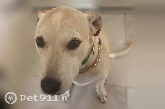 Lost female dog, South 5th Street, 2207, Austin — older blond pit bull/Lab mix with a white neck mark - photo