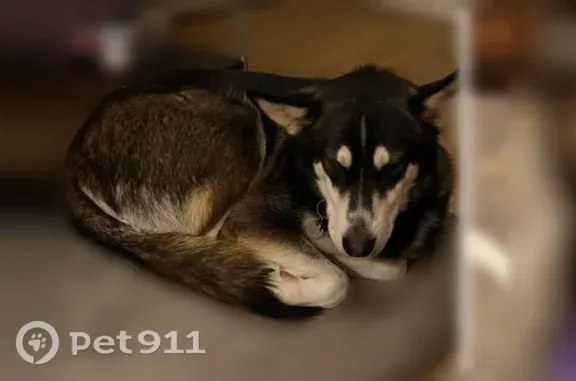 Lost Dog, Waco — wearing a red collar with rabies and identification tags - photo