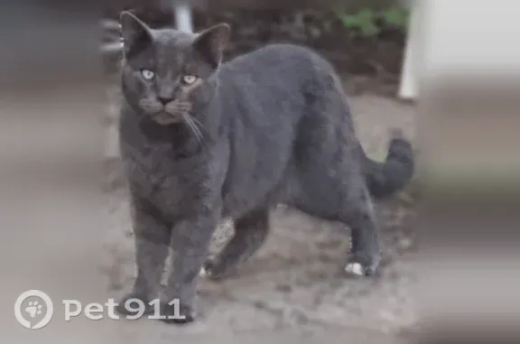 Found cat Carter Lake, photo: Found cat, Carter Lake Club, Carter Lake — friendly male with green eyes
