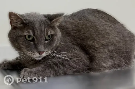 Lost cat, Jones Valley Circle, 31, Baltimore, Pikesville — male silver tabby - photo