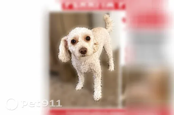 Lost dog, Crestdale Drive, 1, Houston — white female, responds to Sandi - photo