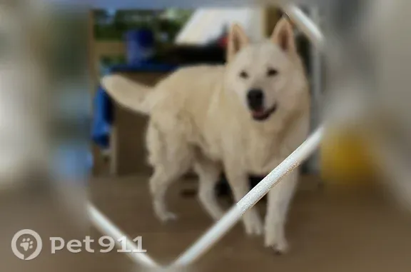 Lost dog, Oak Grove Rd, 2749, Hattiesburg — friendly male Husky-German Shepherd - photo