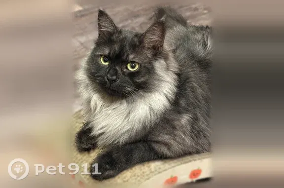 Lost pets Fort Collins, photo: Lost male cat, South Magnolia Court, 6776, Centennial, Fort Collins — responds to Felix or Filya