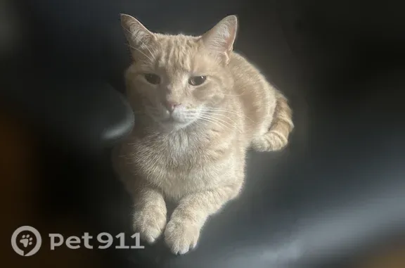 Lost pets Bristol, photo: Lost cat, Old Turnpike Road, 68, Bristol — male with tan fur