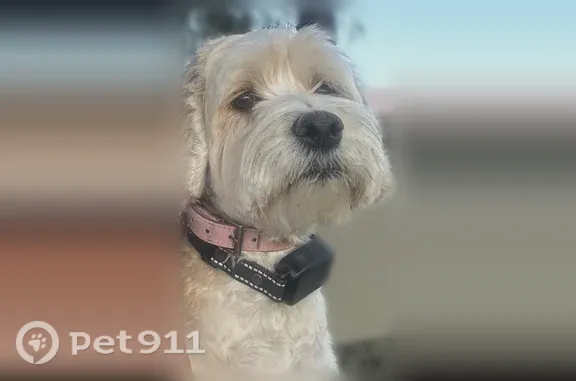 Lost dog, North 68th Avenue, 22511, Glendale — female, white, microchipped - photo