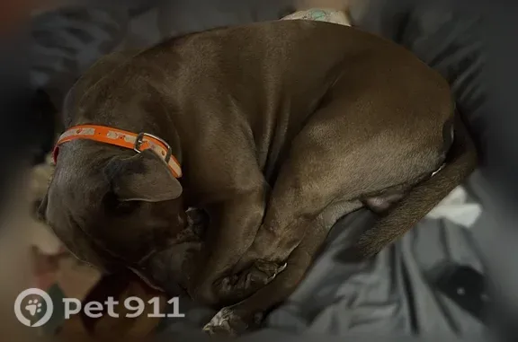 Lost dog, Rock Mills, Alabama — male blue Stafford pit with white feet - photo