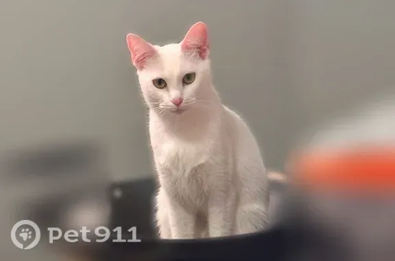 Lost pets Houston, photo: Lost cat, Bayou Bend Drive, 4519, Dickinson, Houston — white with pink ears