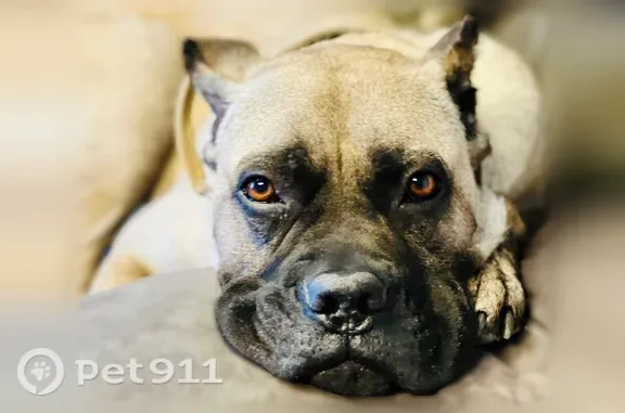 Lost pets Savannah, photo: Lost dog, Laurelwood Drive, 104, Savannah — female with a tan collar