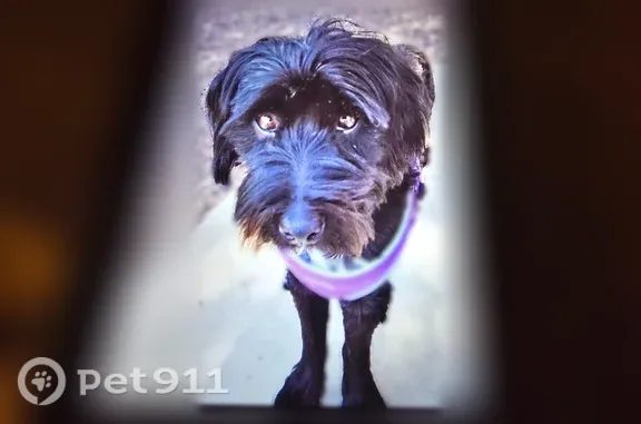Lost dog, Newman, California, Manteca — male terrier mix with white chest - photo