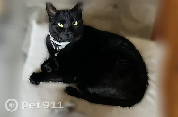 Lost cat, Summit Road, 12, Plymouth — male with a green reflective collar - photo