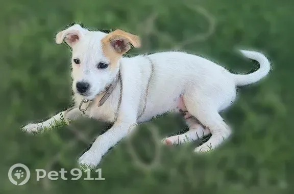 Lost pets Fresno, photo: Lost Dog, North 2nd Street, 6617, Fresno — male Jack Russell Terrier