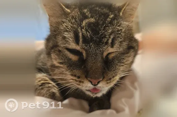 Lost cat, Westview Way, Carrollton, Alpharetta — neutered male tabby - photo