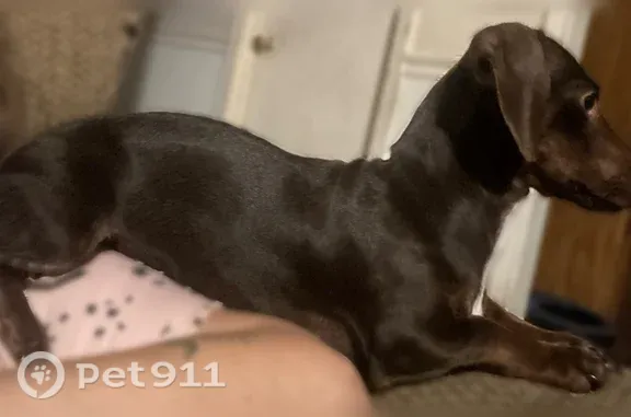 Lost dog, Carthage Road, 32, Red Boiling Springs — female dachshund with a pink dotted collar - photo