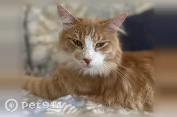 Lost cat, Simpson Avenue, 2606, Red Bank, Chattanooga — male Norwegian Forest cat with yellow eyes - photo