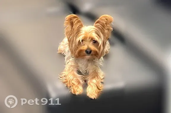 Lost dog, male, Main St & Jewel Ave, Queens, NY 11367, USA, Queens — wearing a collar - photo