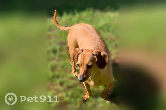 Lost female dog, County Road 13, 26104, Daphne — tan, short-haired, microchipped - photo