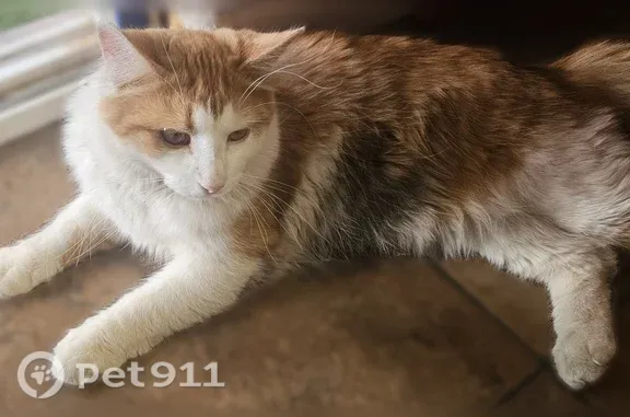 Lost cat, West Center Street, 370, La Verkin, St. George — white-and-orange male named Peaches - photo