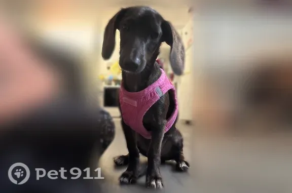 Lost female dog, Hickory Grove Road, 2006, Springwood, Gastonia — pink unicorn collar - photo