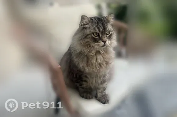 Lost pets Arlington, photo: Lost cat, Kazwell Street, 212, Willow Springs, Arlington — male Siberian with a white collar