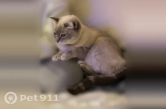 Lost pets Yelm, photo: Lost female cat, Paradise View Street, 9115, Yelm — senior Siamese-tabby mix