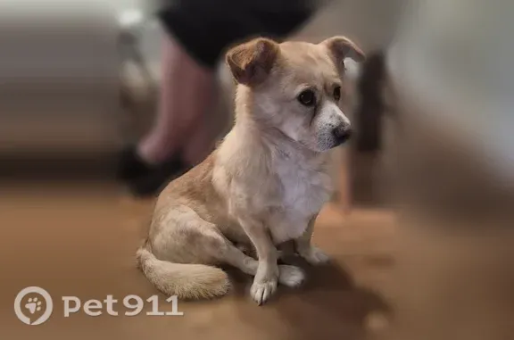 Lost dog, South Sheridan Way, 780, Mississauga, Youngstown — shy male corgi mix - photo