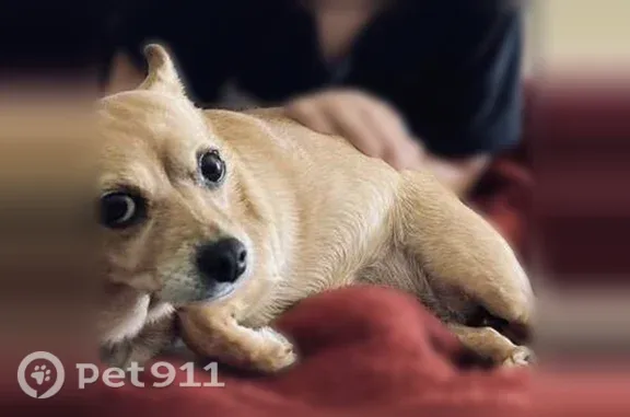 Lost dog, Phoenix, Arizona — tan female Chihuahua-Corgi mix - photo