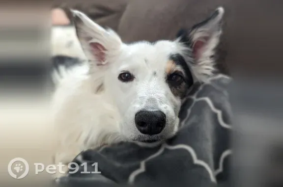 Lost dog, Elinor Avenue, 319, Overlea — 12-year-old male Border Collie - photo