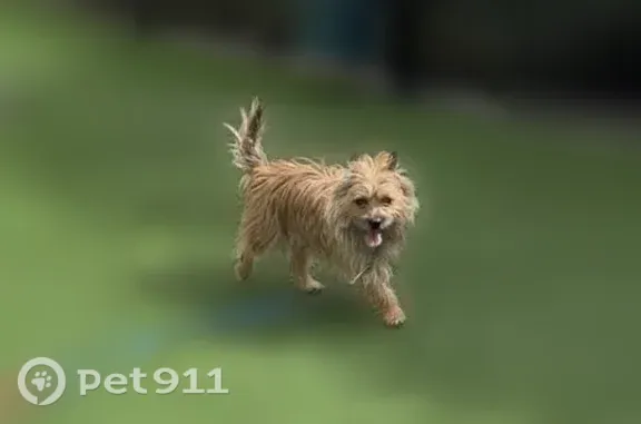 Lost male dog, Rosita Mint Court, 3903, Houston — tan, brown and cream - photo
