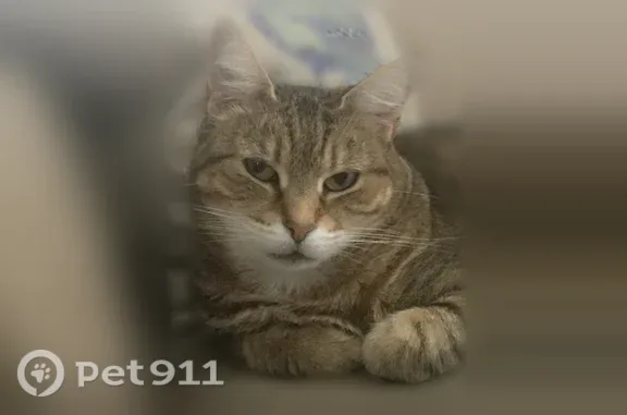 Lost cat, Roneck Court, Shirley, Farmingdale — senior female tabby - photo