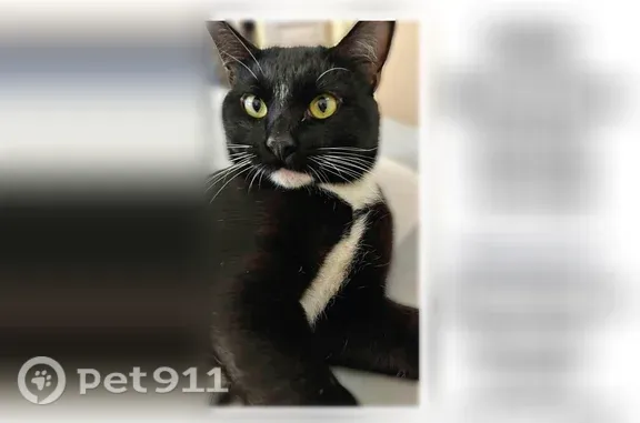 Lost cat, Anthony Wayne Drive, 1072, Ivyland — male tuxedo - photo