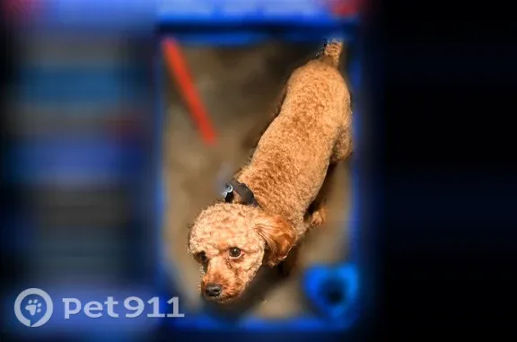 Missing dog Birmingham, photo: Lost dog, Tupelo, Mississippi, Birmingham — small brown dog