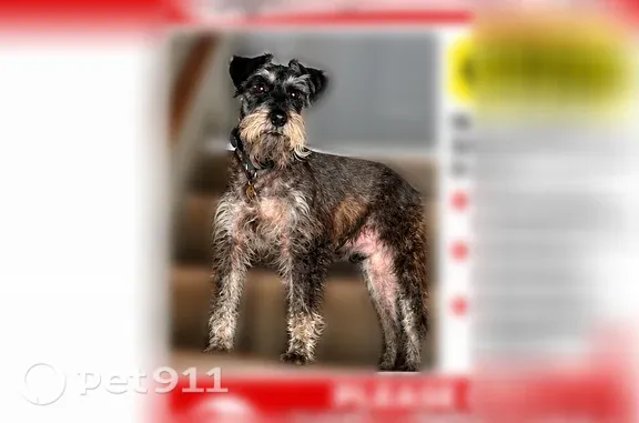 Lost male dog, Logan Drive, 8020, La Vergne, Shelbyville — silver-gray, playful, and affectionate - photo