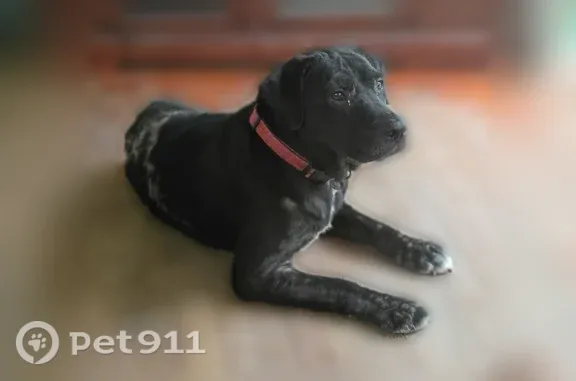 Lost pets Belleview, photo: Lost female dog, Southeast 112 Street Road, 5050, Belleview, Belleview — black with white markings
