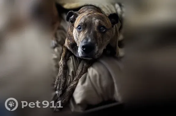 Lost pets Orlando, photo: Lost Dog, Oak Hollow Lane, Florida, Orlando — Brindle Coat
