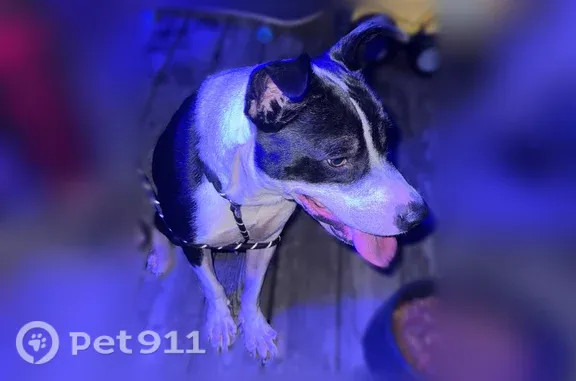 Found pets Hampton, photo: Found dog, Teakwood Court, 4, Hampton — male white and black pit mix