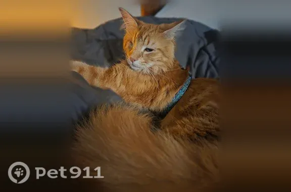 Lost cat, Wakefield Drive, 8000, Austin — one-eyed, long-haired male - photo