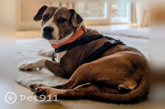 Lost female dog, Percy Road, 2725, Jacksonville — white stockings and tipped tail - photo