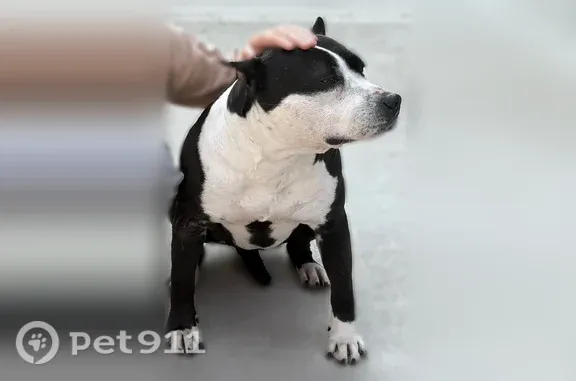 Lost dog, 147th Street, 42-43, Queens — female, taken to a Honda - photo