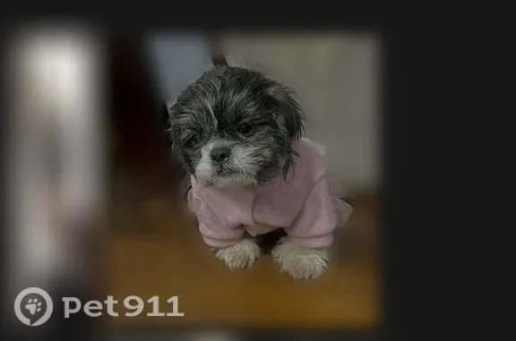 Lost dog, Leland Avenue, Plainfield, Arlington — female Shih Tzu in a black hoodie - photo