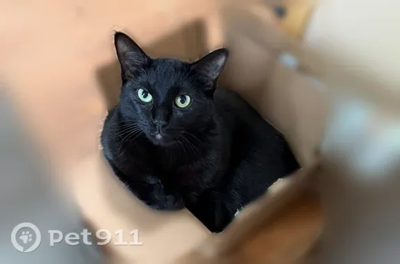 Lost female cat, Sylvester Avenue, 4785, Lake Angelus — small black cat with green eyes - photo