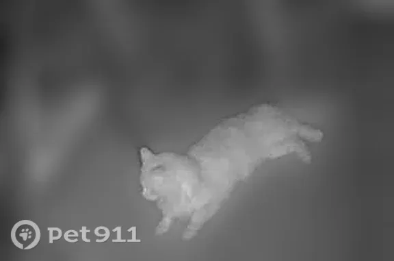 Lost pets Roanoke, photo: Lost cat, Staunton Avenue Northwest, Roanoke — light cream/orange, very fluffy male