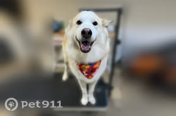 Lost female dog, Comstock Avenue, 12632, Grant, Rockford — white/orange Husky/Pyrenees mix - photo
