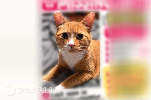Orange taby with white patch on chest and white paws. Pink nose. Went outside when girls let the dogs out before school.